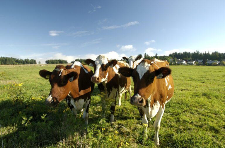 Tree Island Yogurt Quality Delicious & Healthy Yogurt Brand Canada